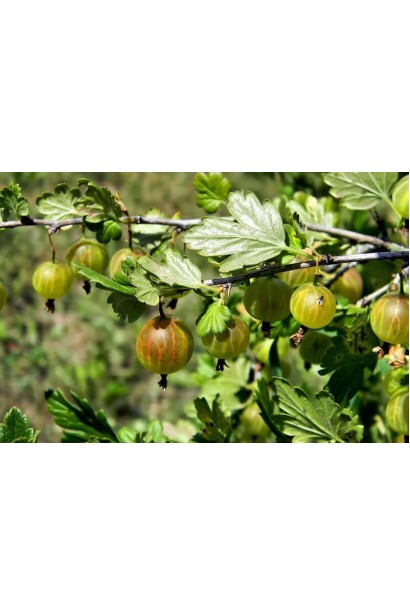 Агрус ‘Славута’ кущ із ягодами